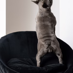 Victoria Pet Sofa