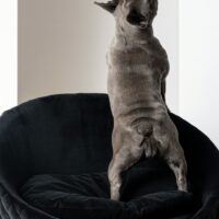 Victoria Pet Sofa