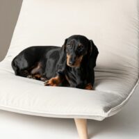 Boden Pet Sofa