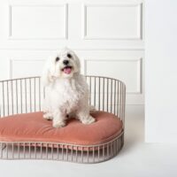 Dog Sofas